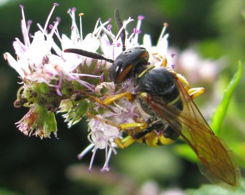 Philanthus triangulum